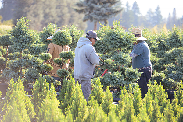 WHO is the Nursery Guide for?