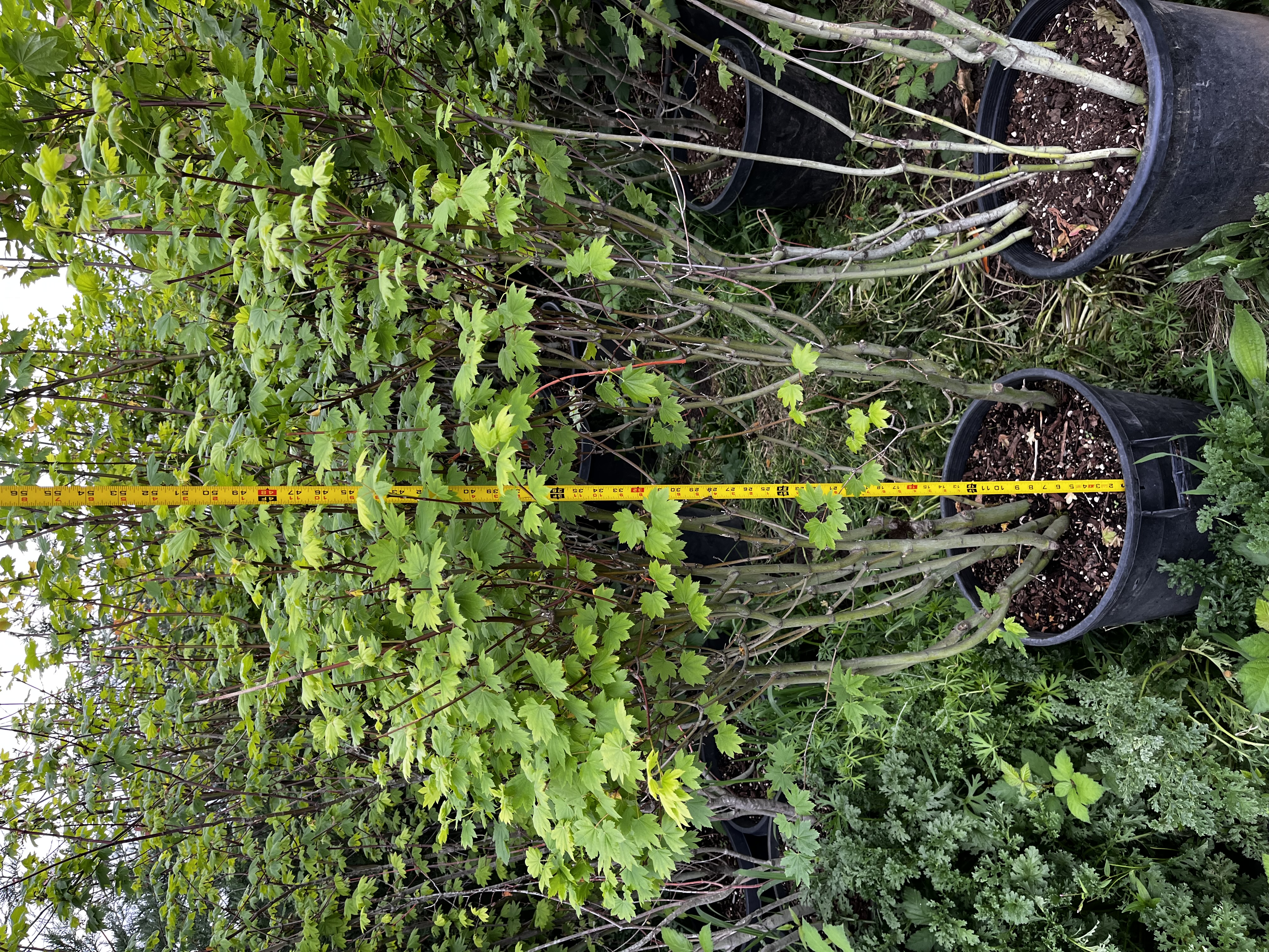 Acer Circinatum