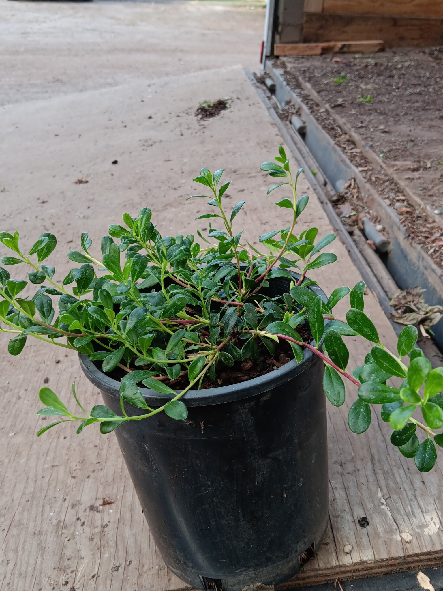 Arctostaphylos uva-ursi 'Vancouver Jade'