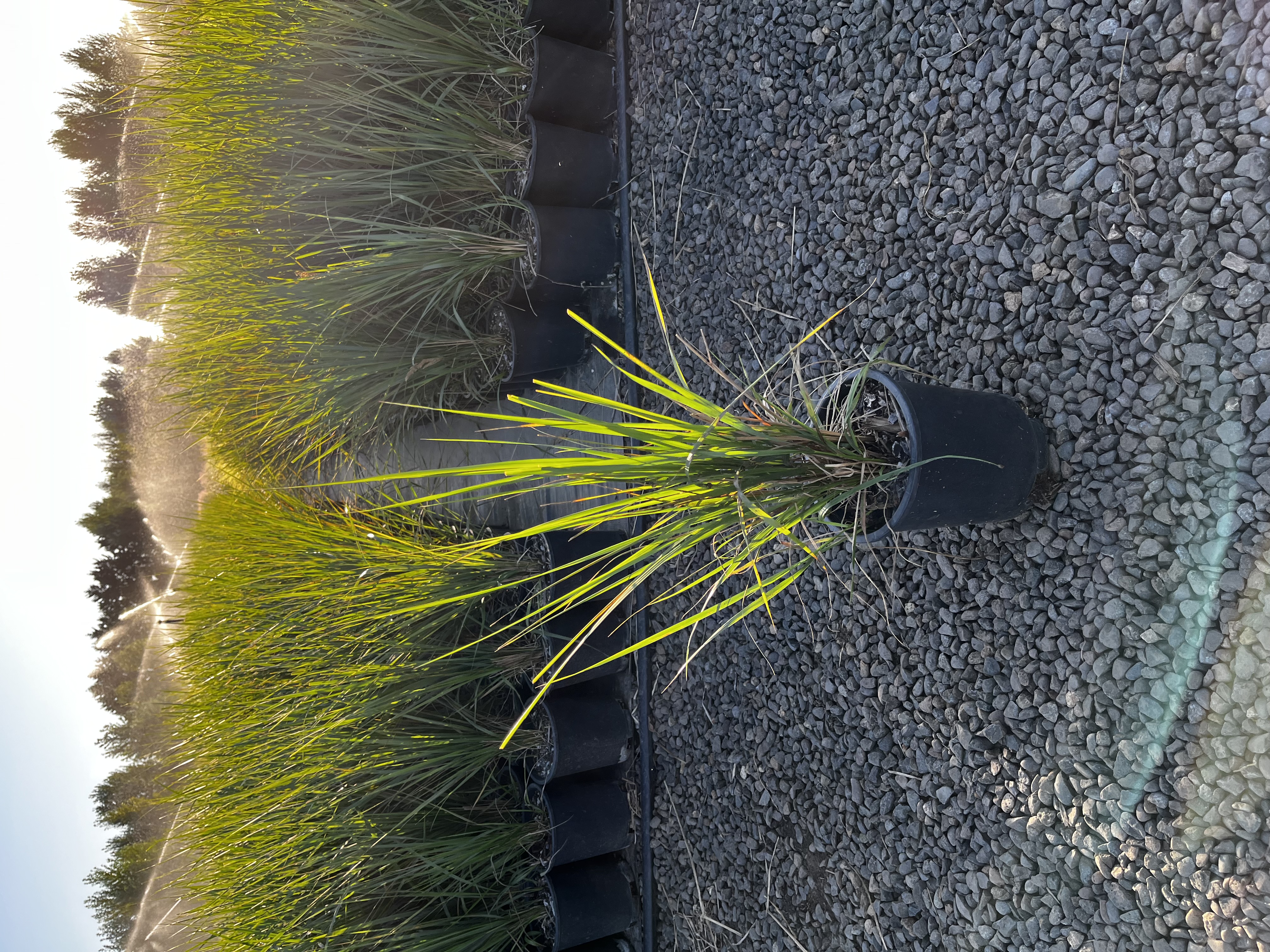 Calamagrostis x acutiflora 'Karl Foerster'