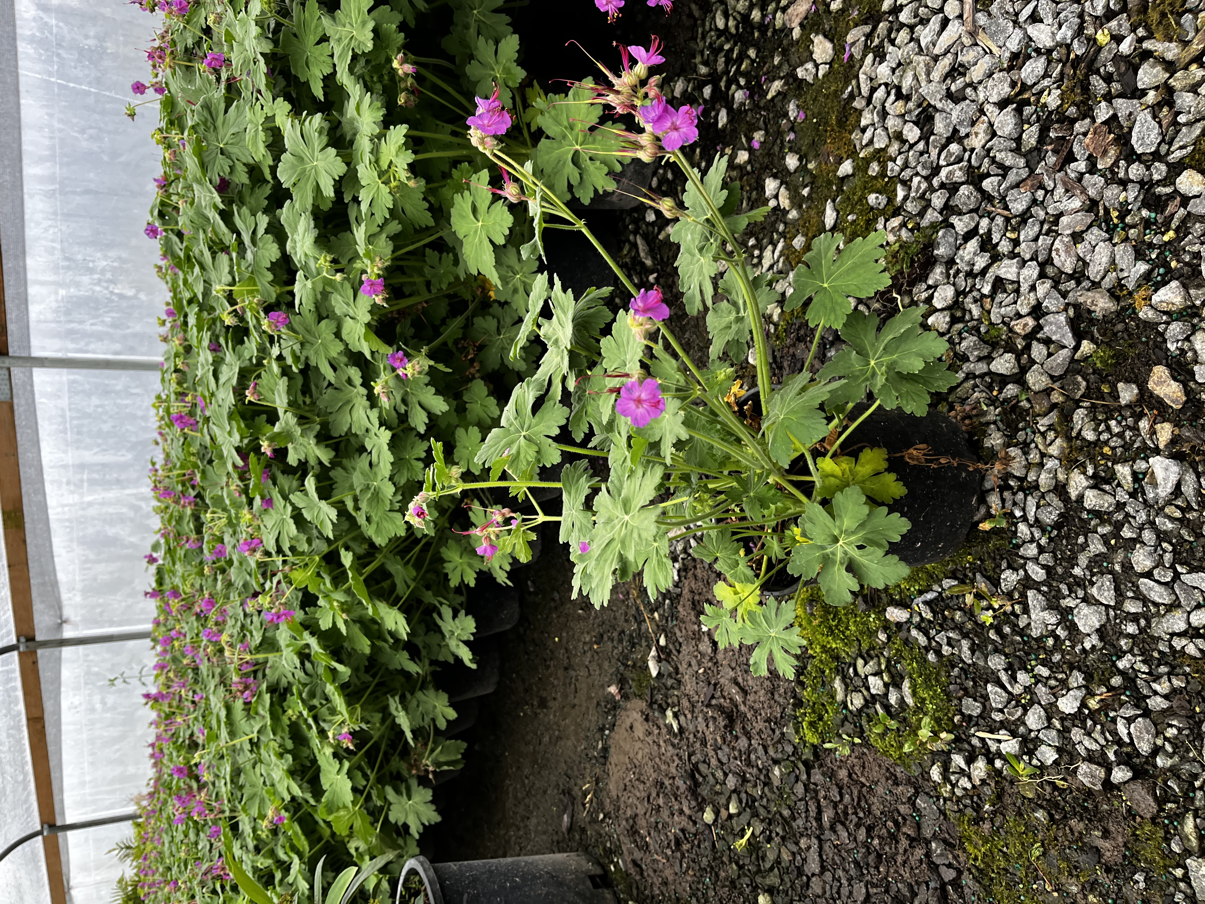 Geranium macrorrihizum 'Bevan's Variety'