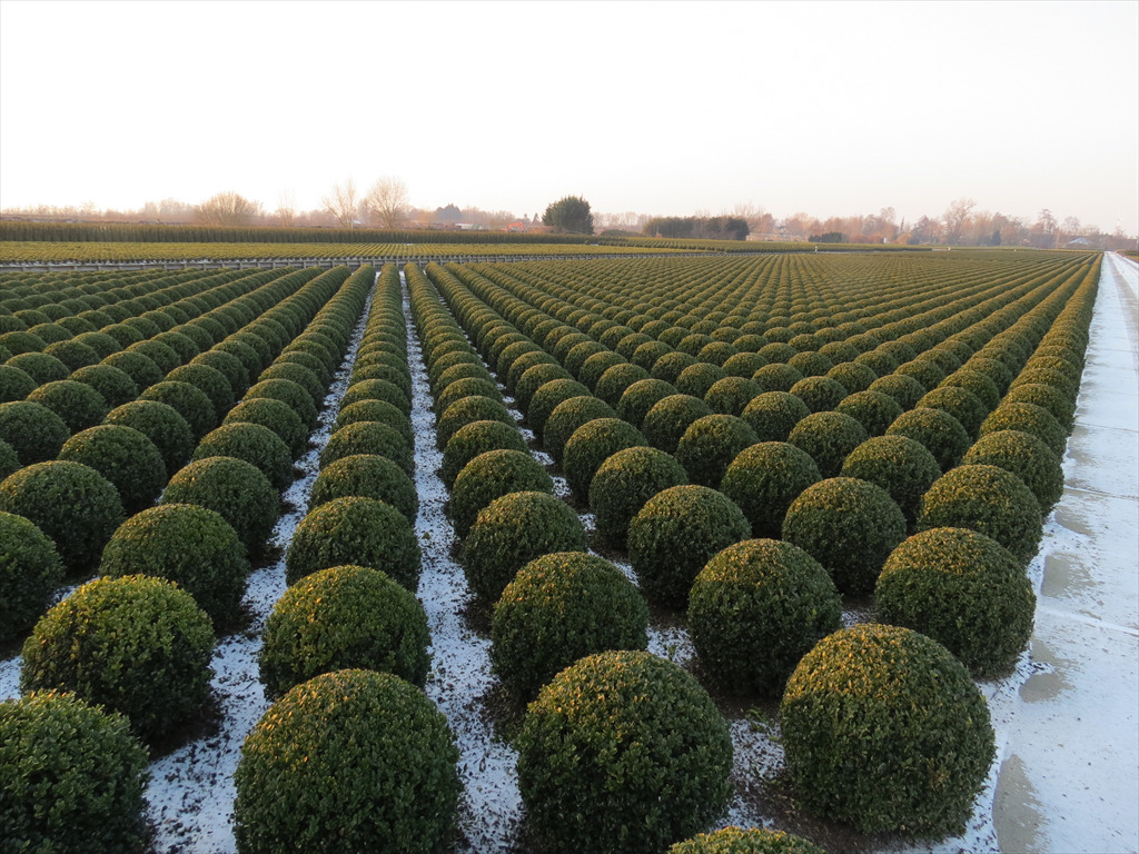 blaine@goldhillnursery.com