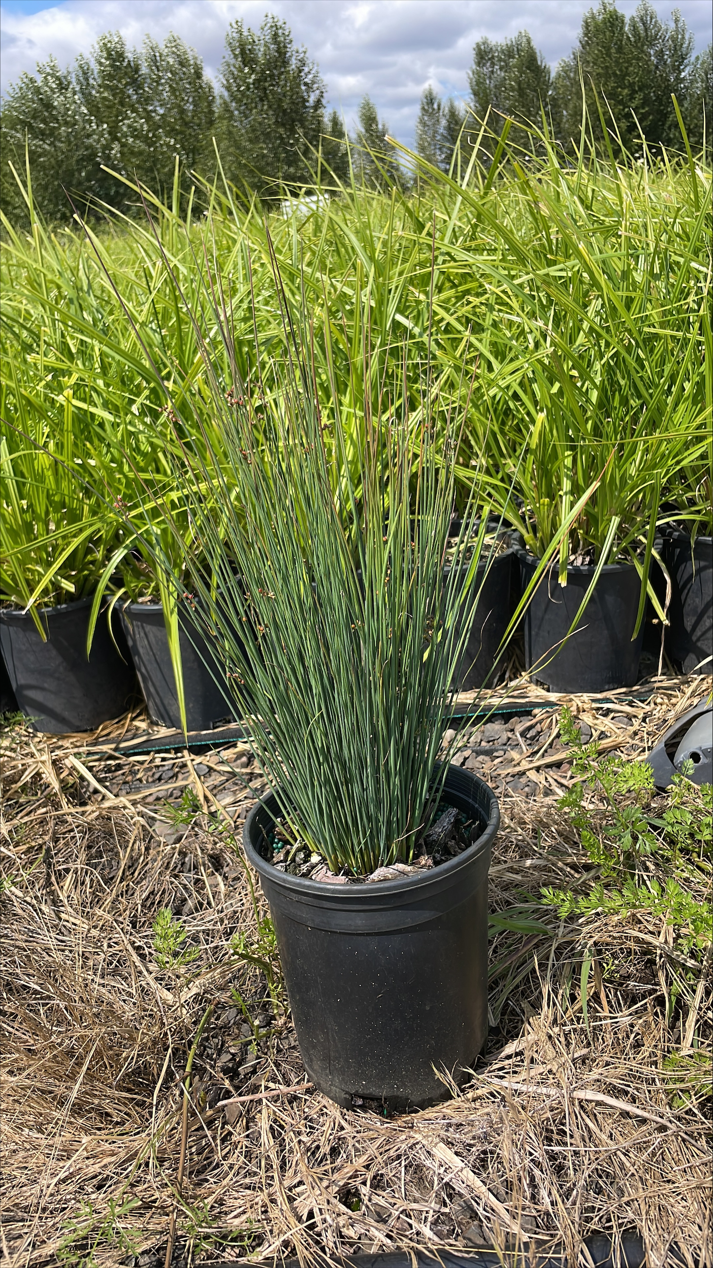 Juncus patens