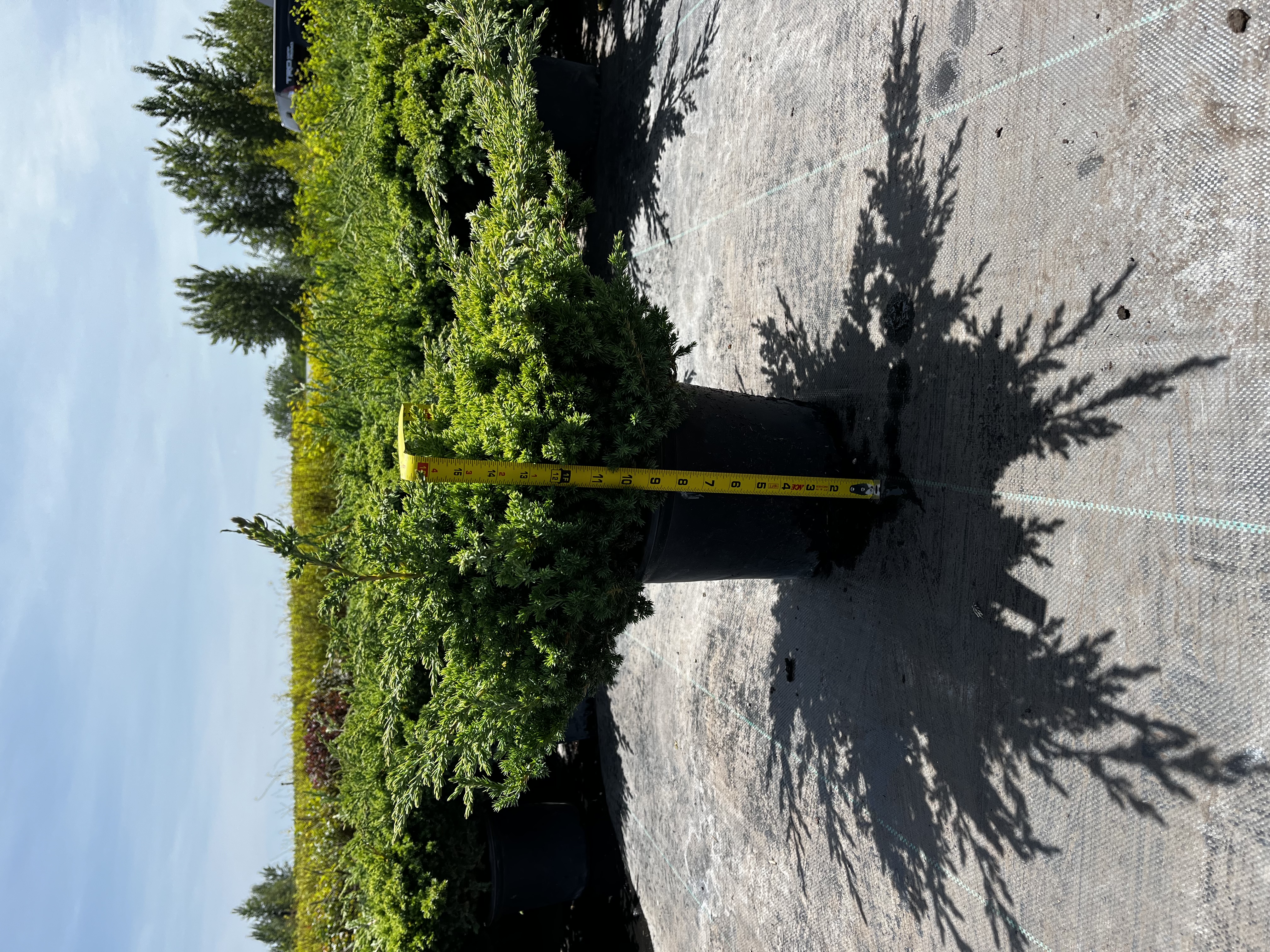 Juniper procumbens 'Nana'