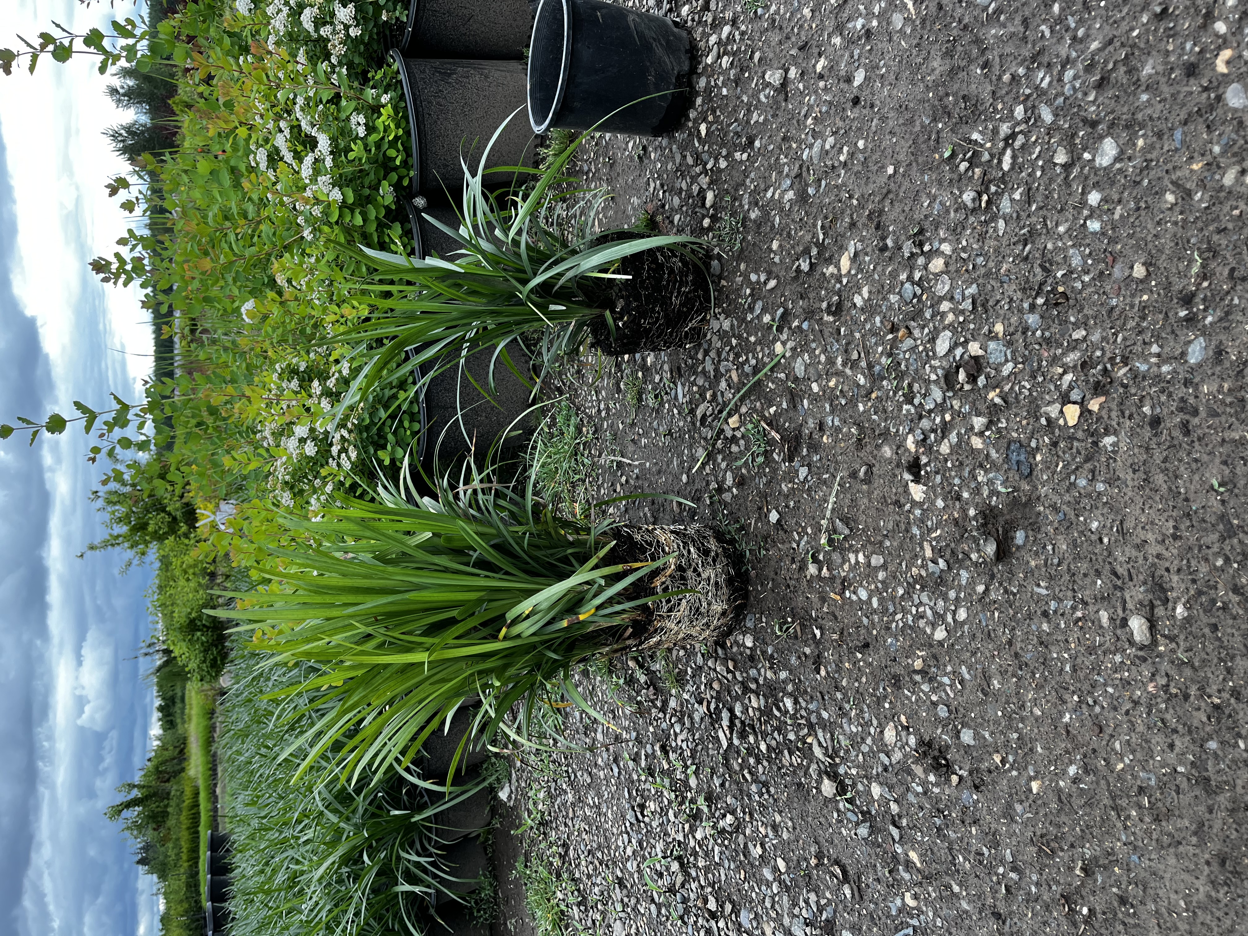 Liriope muscari 'Big Blue' 