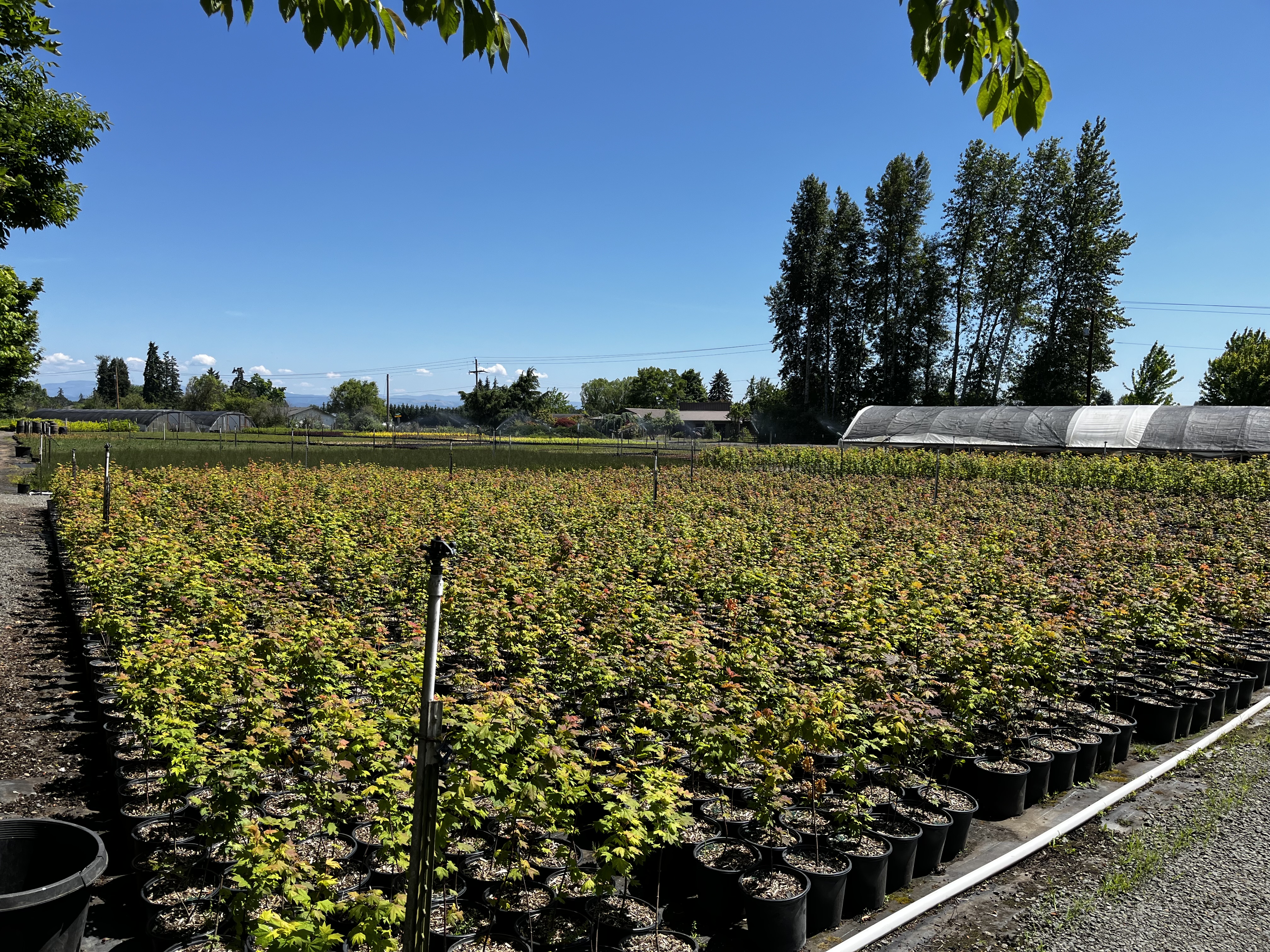 Loop Farm 