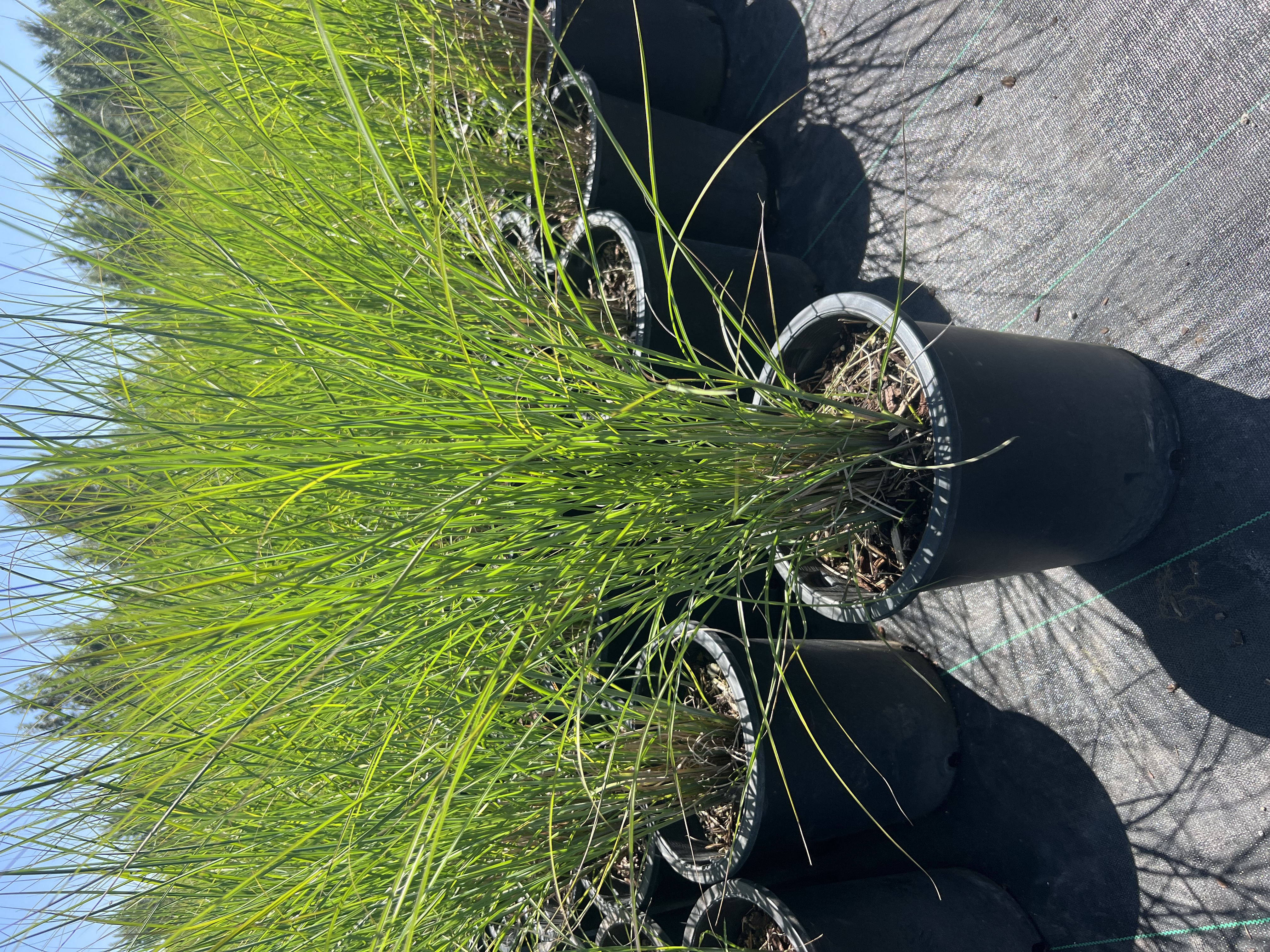 Miscanthus sinensis 'Yaku Jima'