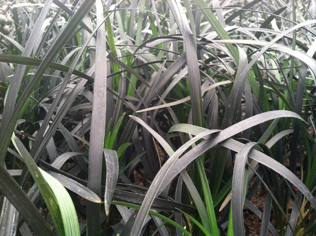 Ophiopogon nigrescens