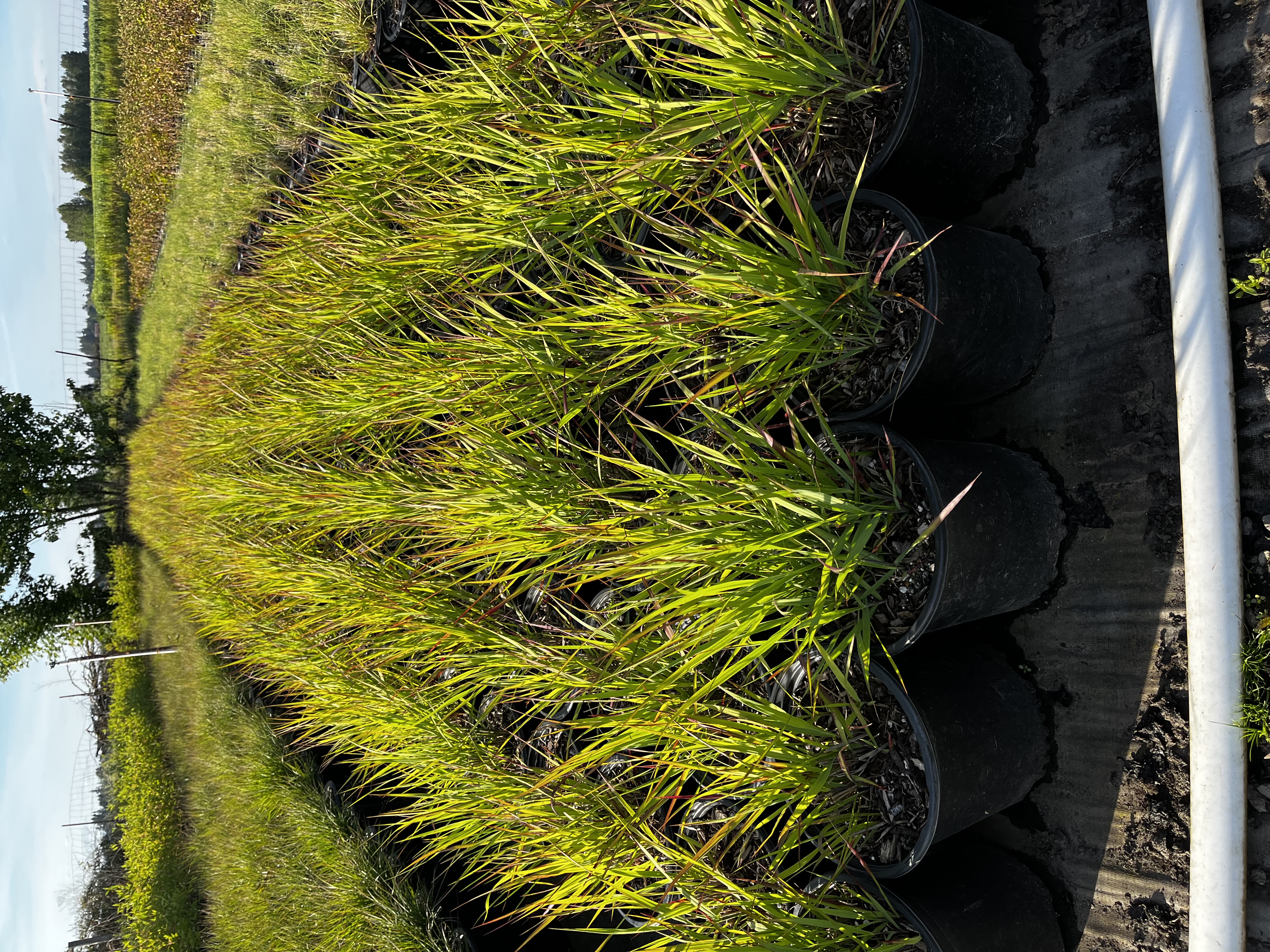 Panicum v. 'Shenadoah'