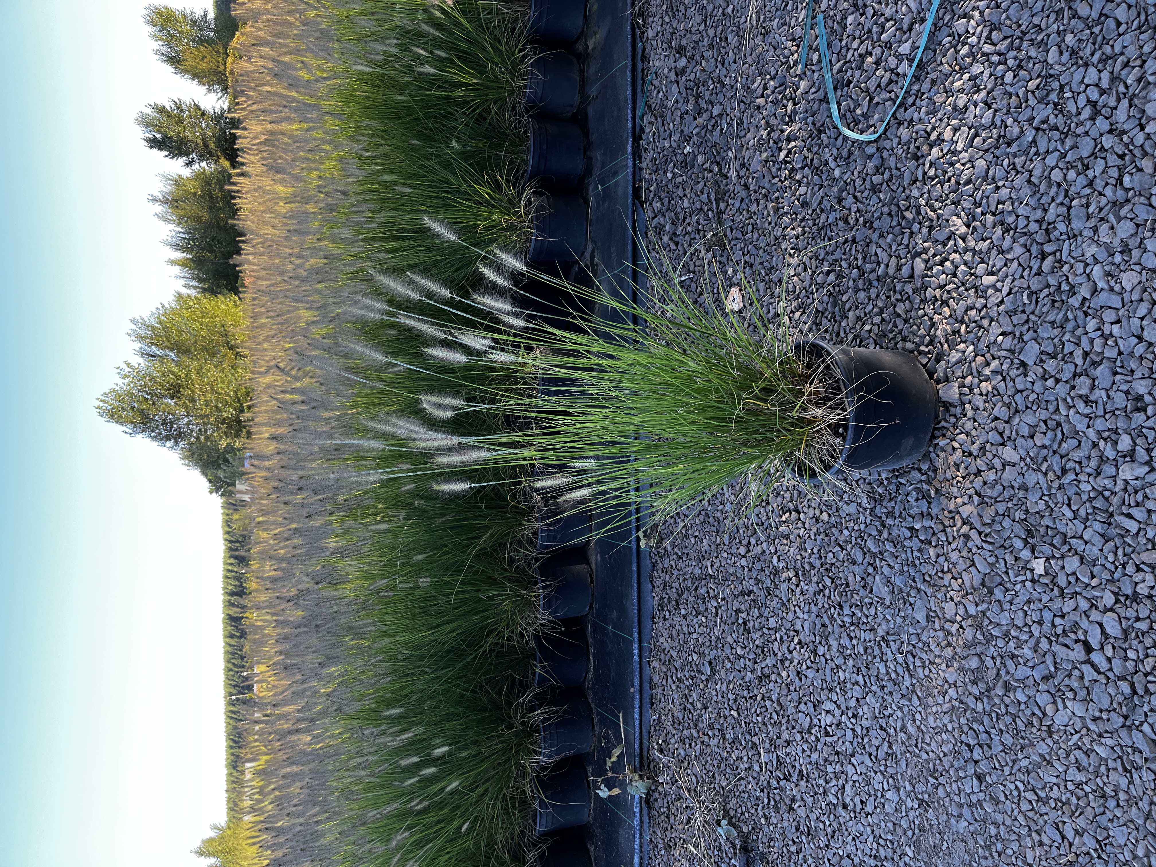 Pennisetum alopecuriodes 'Hameln' 3gal
