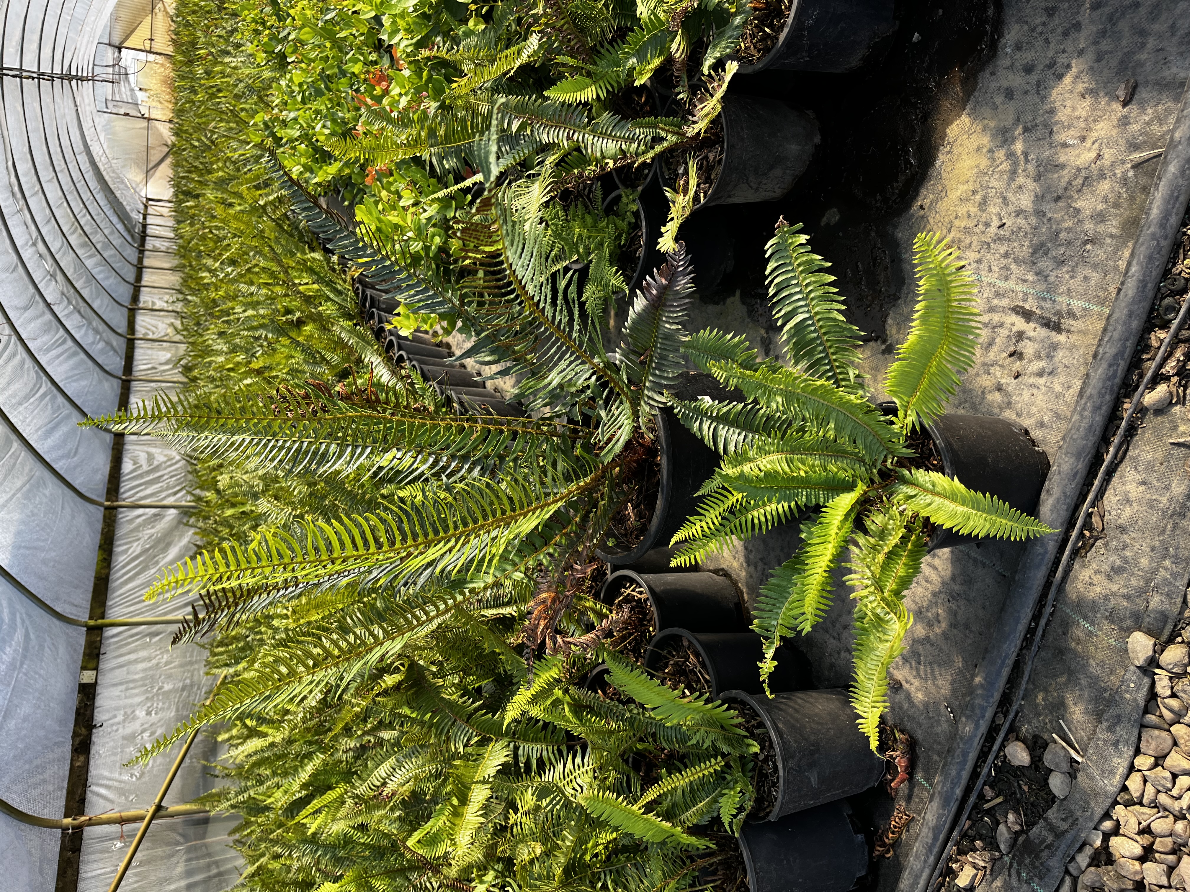 Polystichum munitum 1 and 5gal
