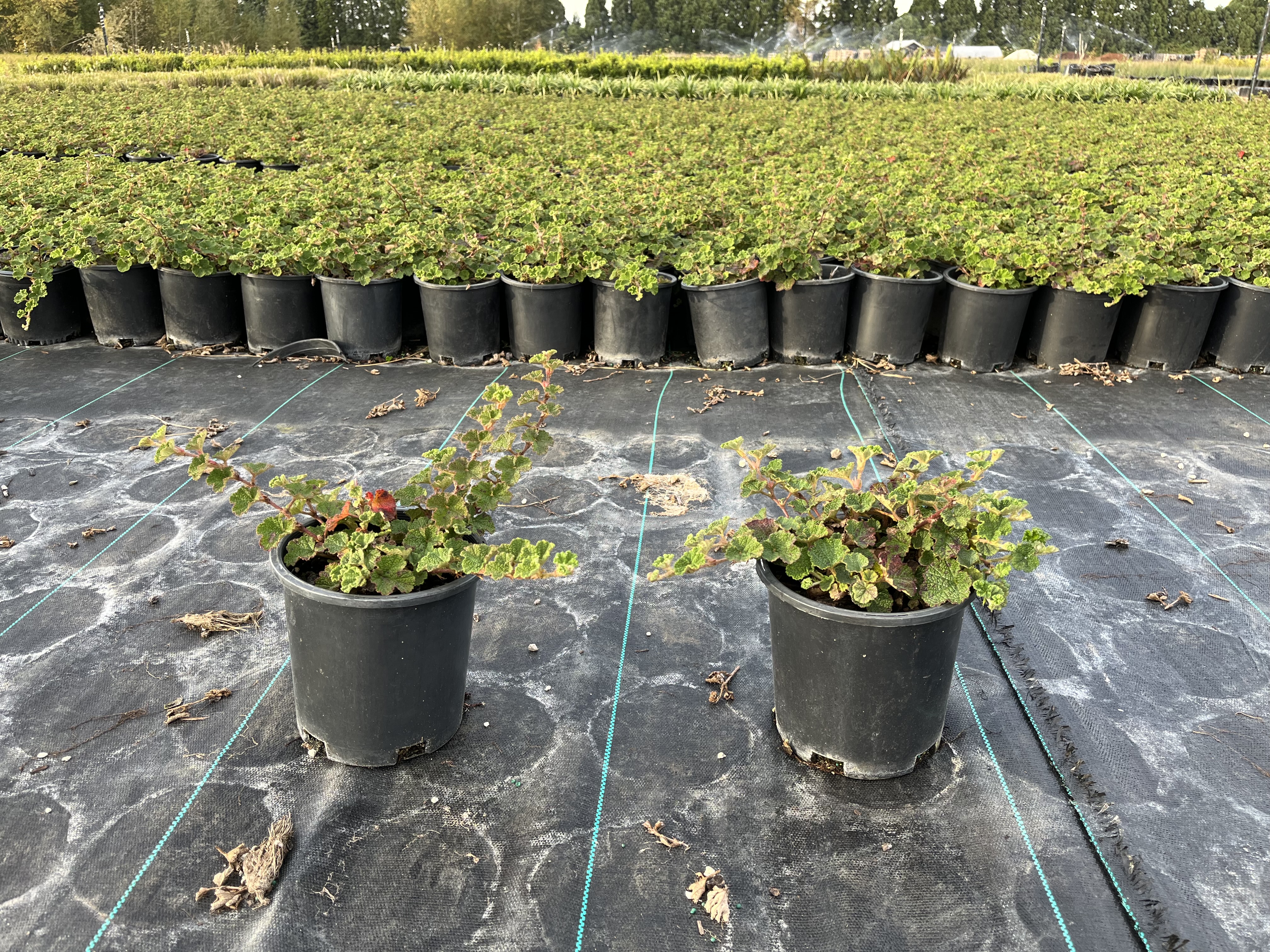 Rubus c. 'Emerald Carpet'