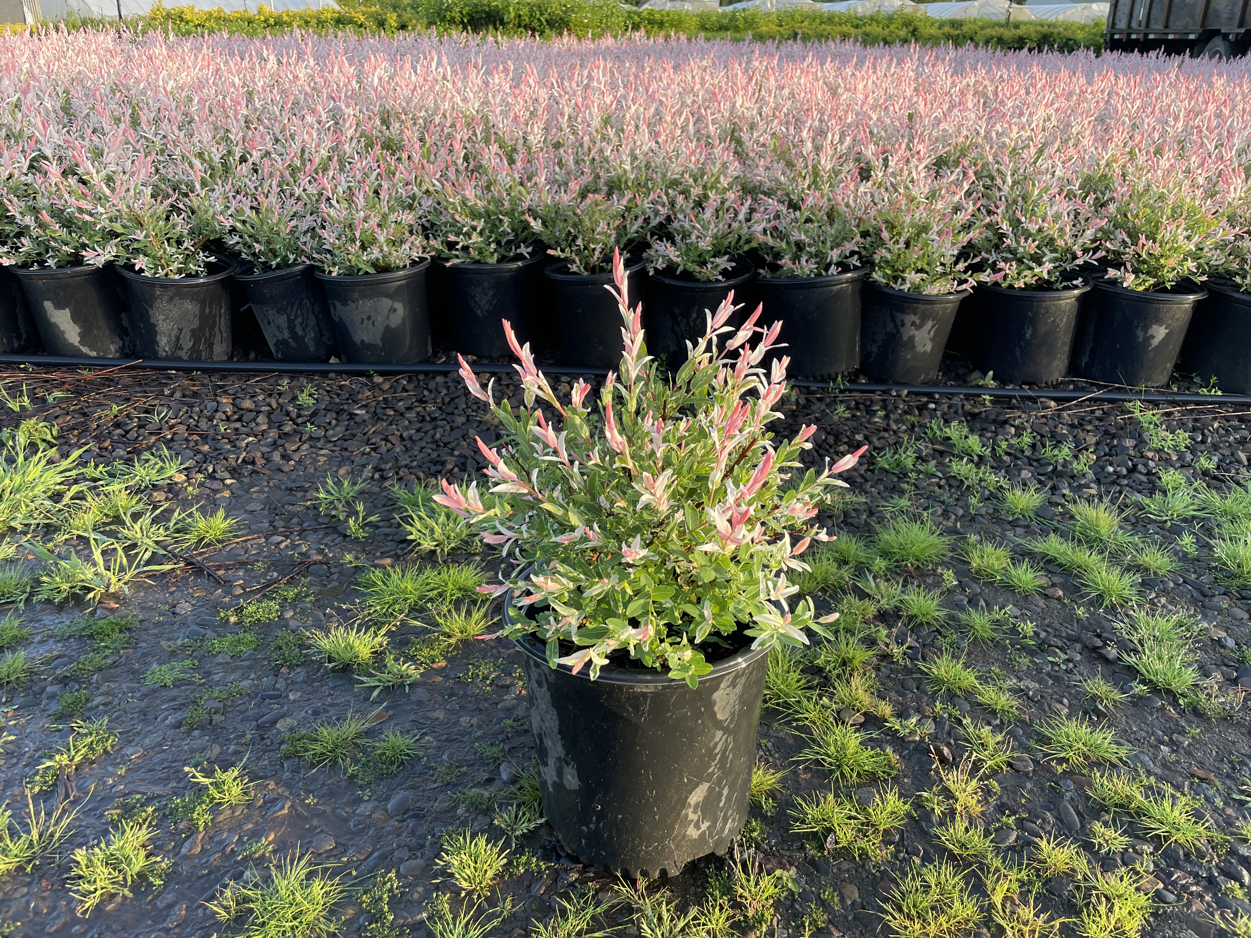 Salix integra 'Hakuro Nishiki'