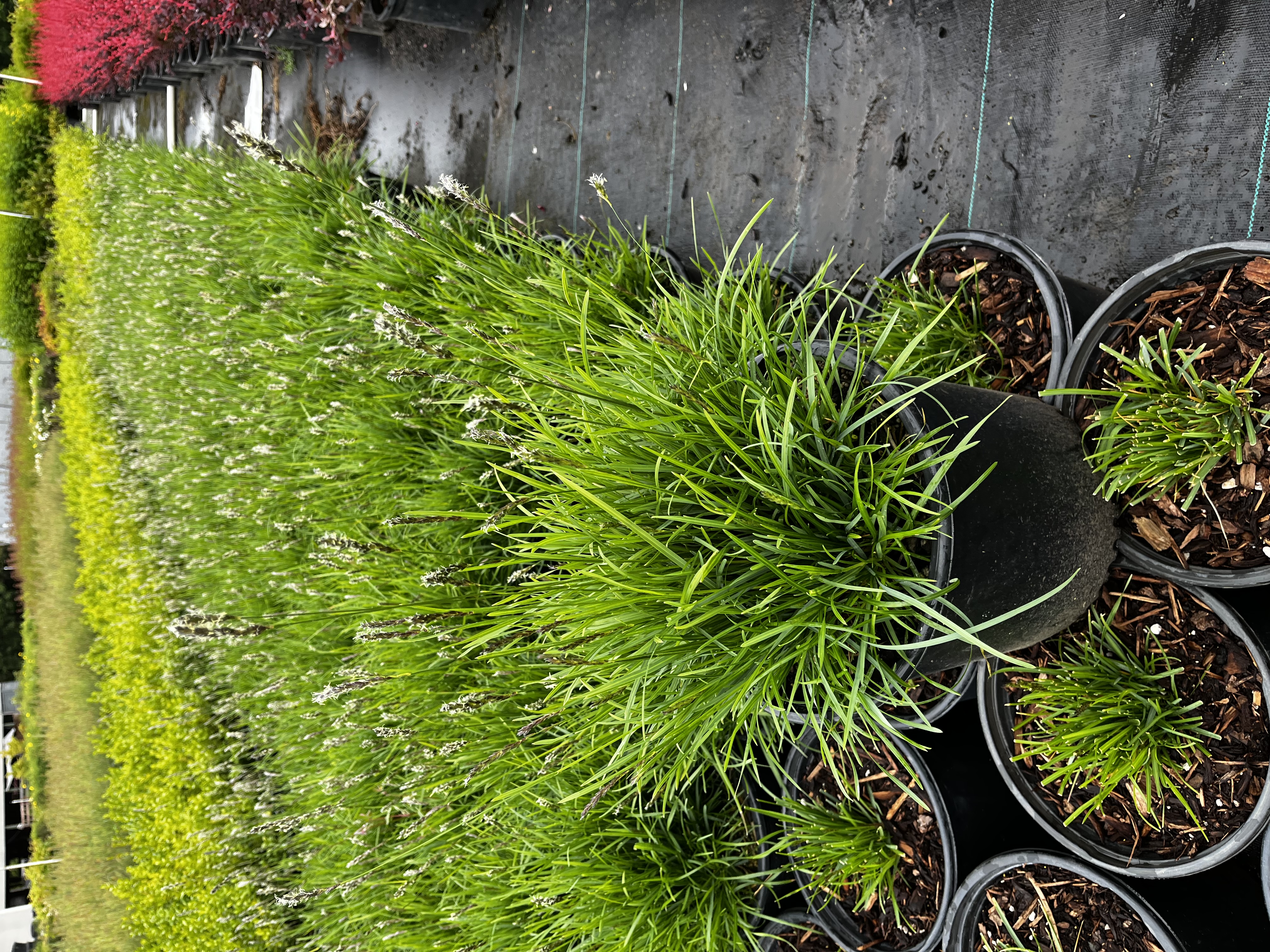 Sesleria autumnalis 'Campo Azul'