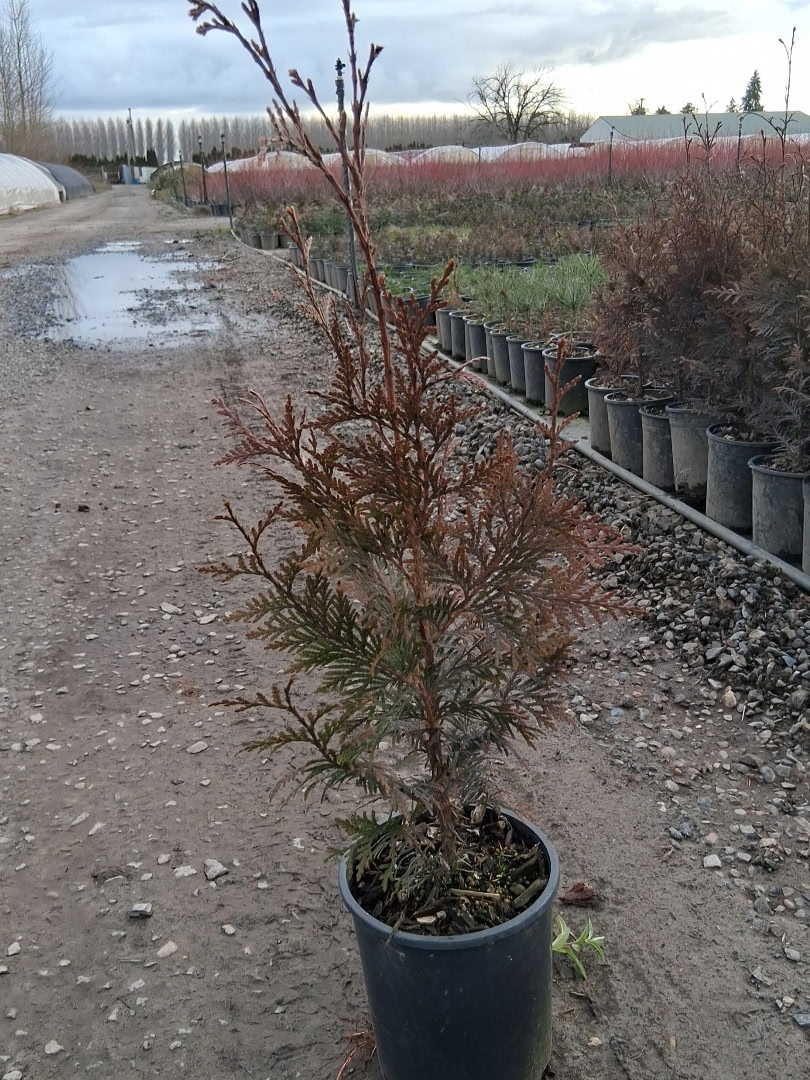 Thuja plicata