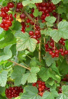 Red Lake Red Currant