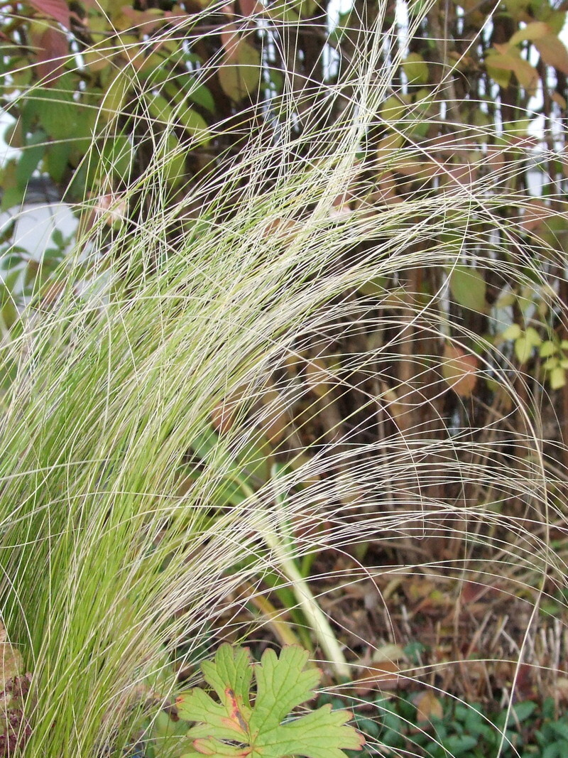 Stipa tenuissima (Mexican Feather Grass)