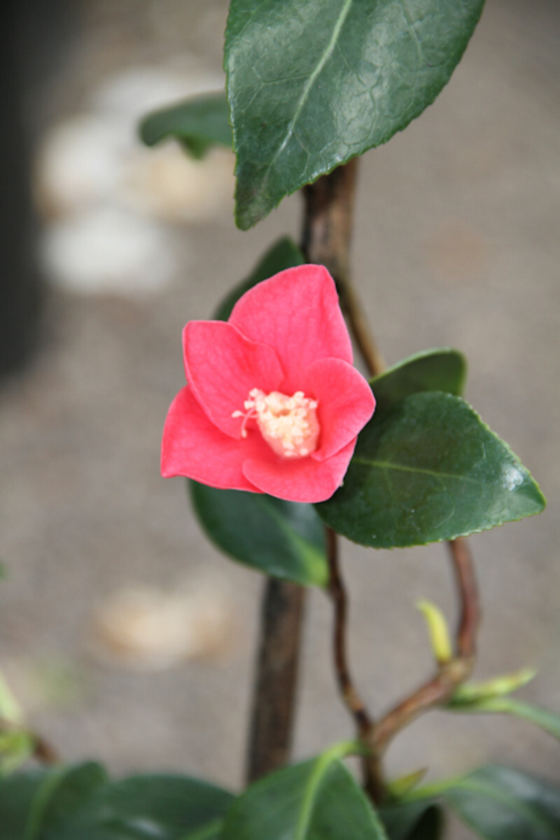 Camellia japonica 'Unryu' (Japanese Camellia)
