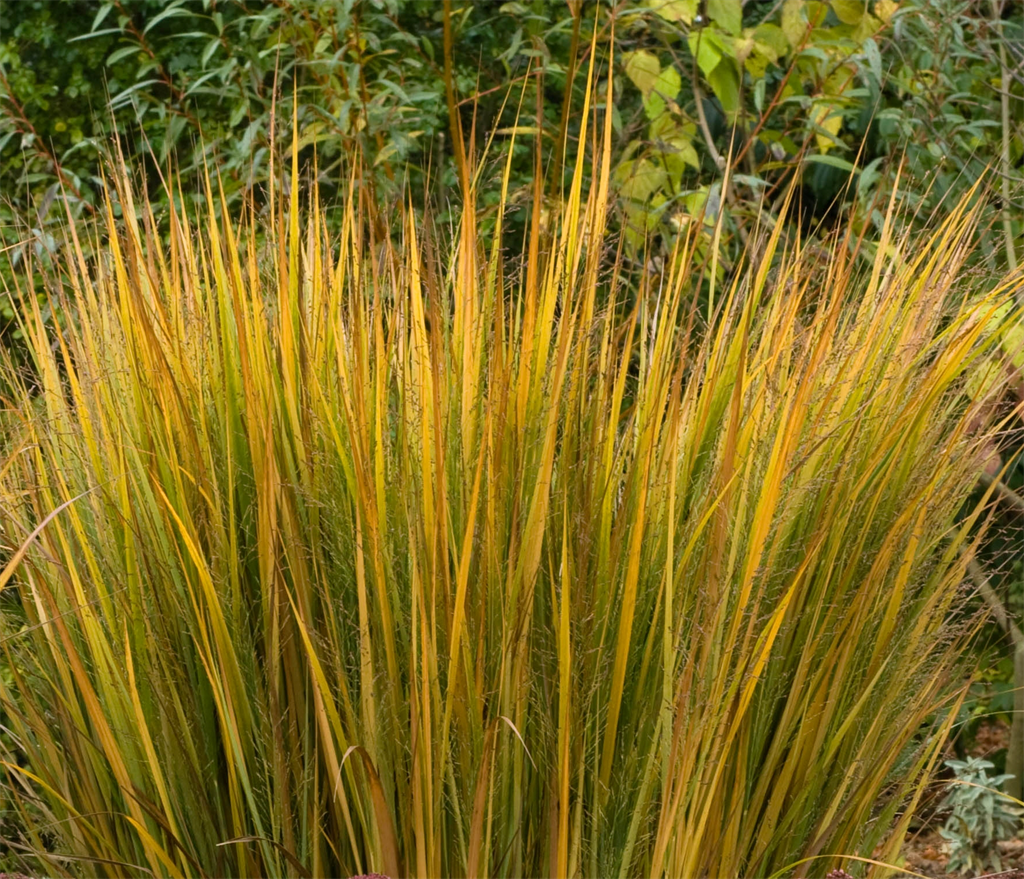 Northwind Panicum