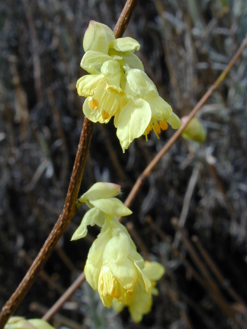 Corylopsis pauciflora (Buttercup Winter Hazel)