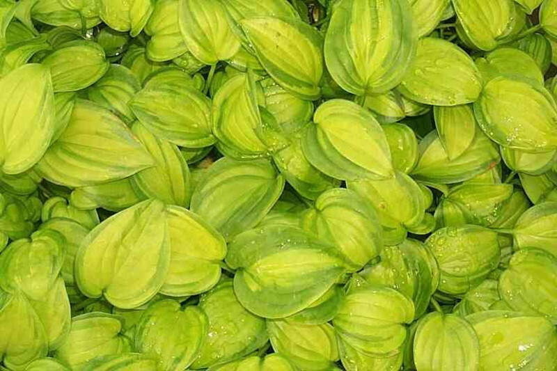 Hosta 'Guacamole'