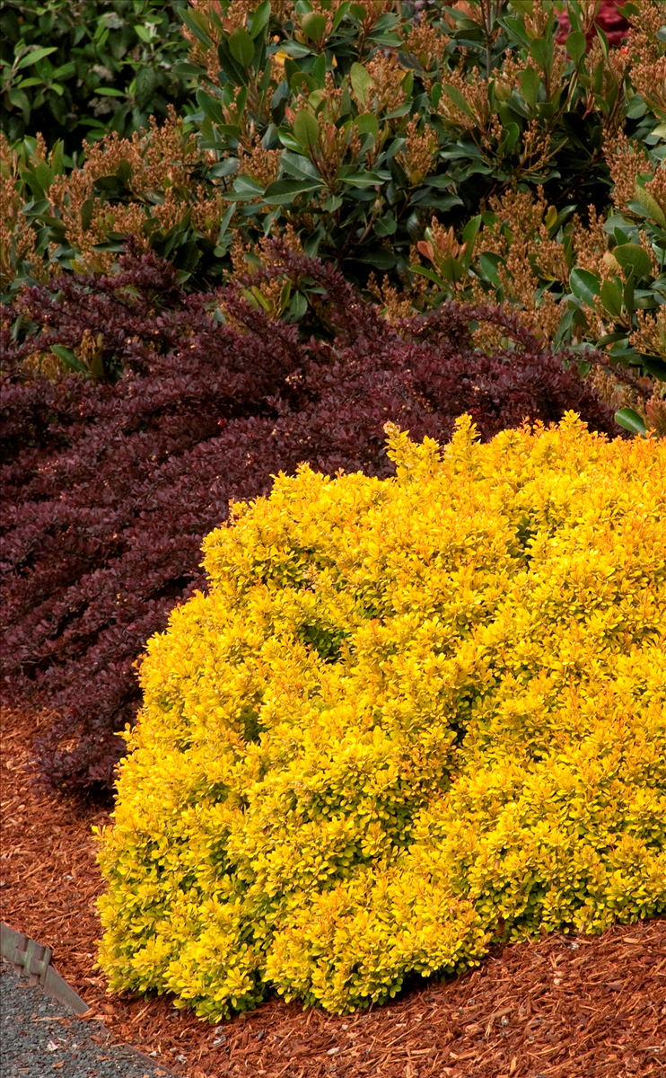 Berberis thunbergii 'Monlers'