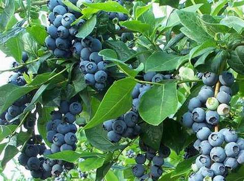 Bonus Highbush Blueberry