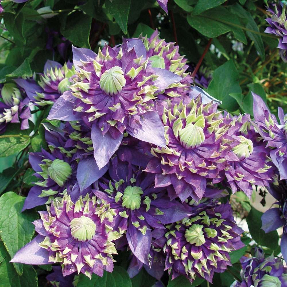 Taiga Clematis