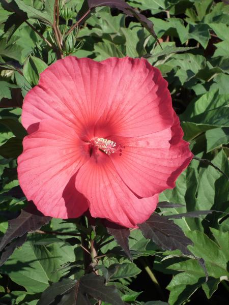 Carousel™ Pink Passion Hibiscus