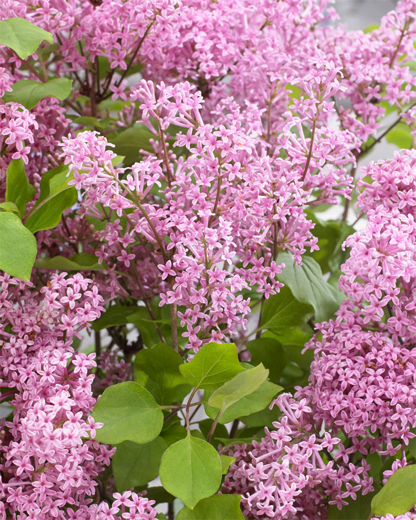 Flowerfesta® Pink Dwarf Lilac