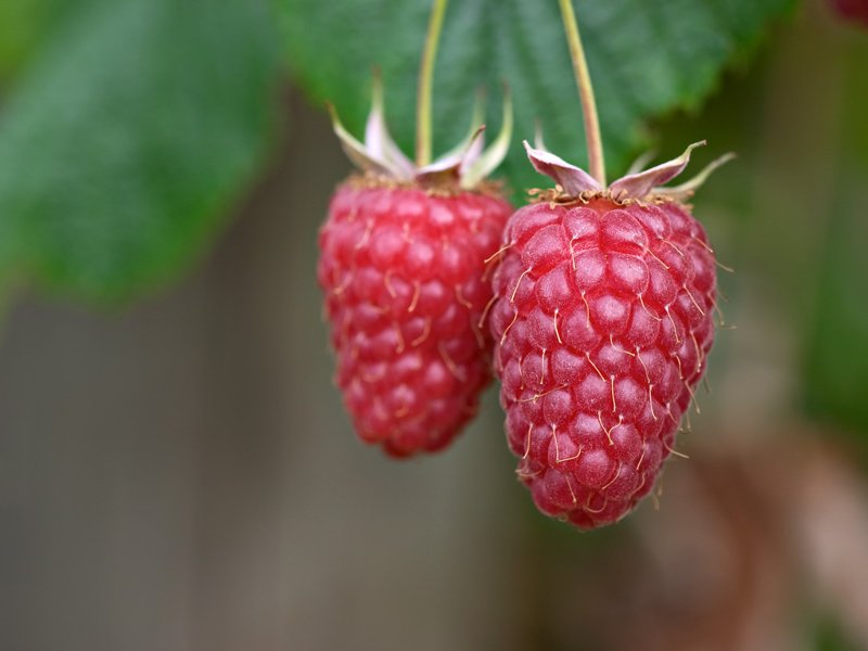 Tulameen Raspberry