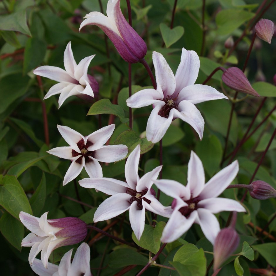 Princess Kate Clematis