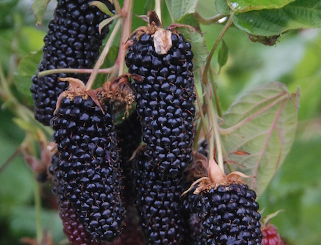 Columbia Giant Blackberry