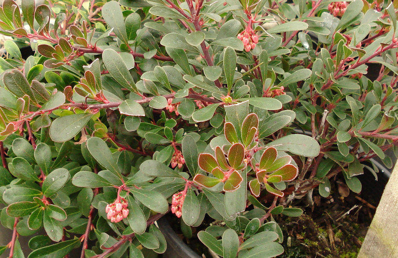 Arctostaphylos uva-ursi 'Vancouver Jade' (Common Bearberry or Kinnikinnick)