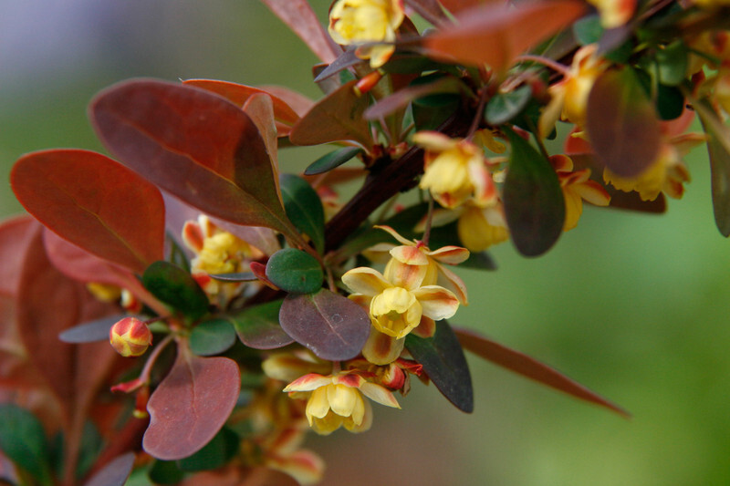 Berberis thunbergii var. atropurpurea 'Rose Glow' (Red Japanese Barberry)
