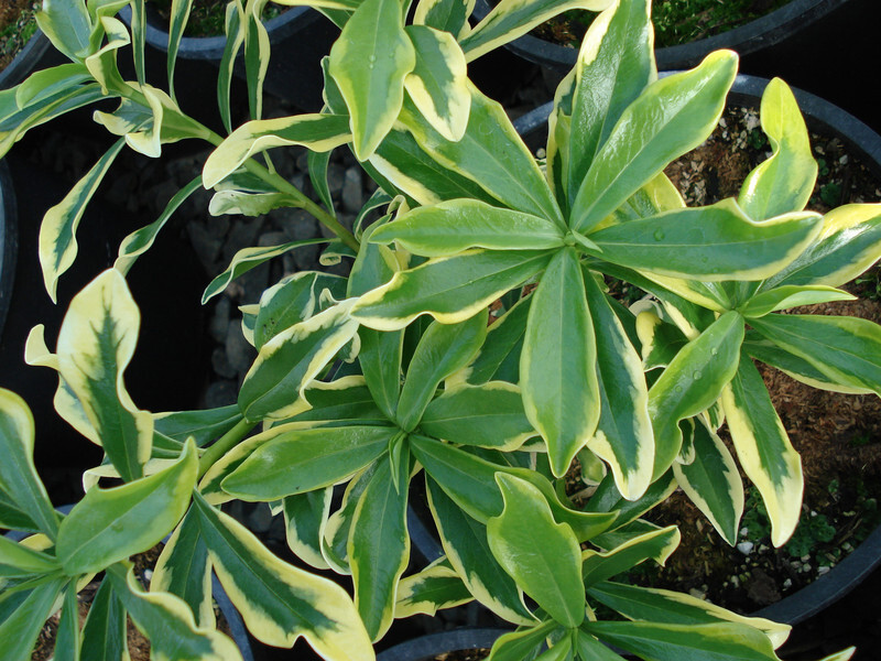 Daphne odora 'Maejima' (Winter Daphne)