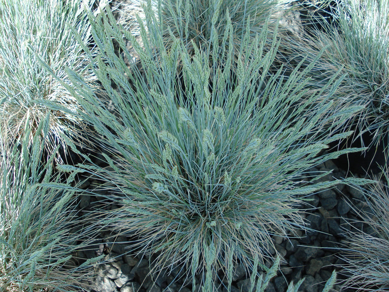 Festuca glauca 'Boulder Blue' (Blue Fescue)