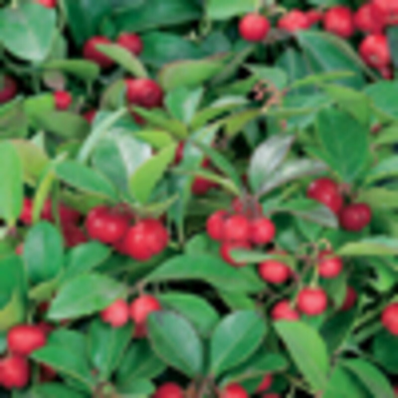 Gaultheria procumbens (Wintergreen)