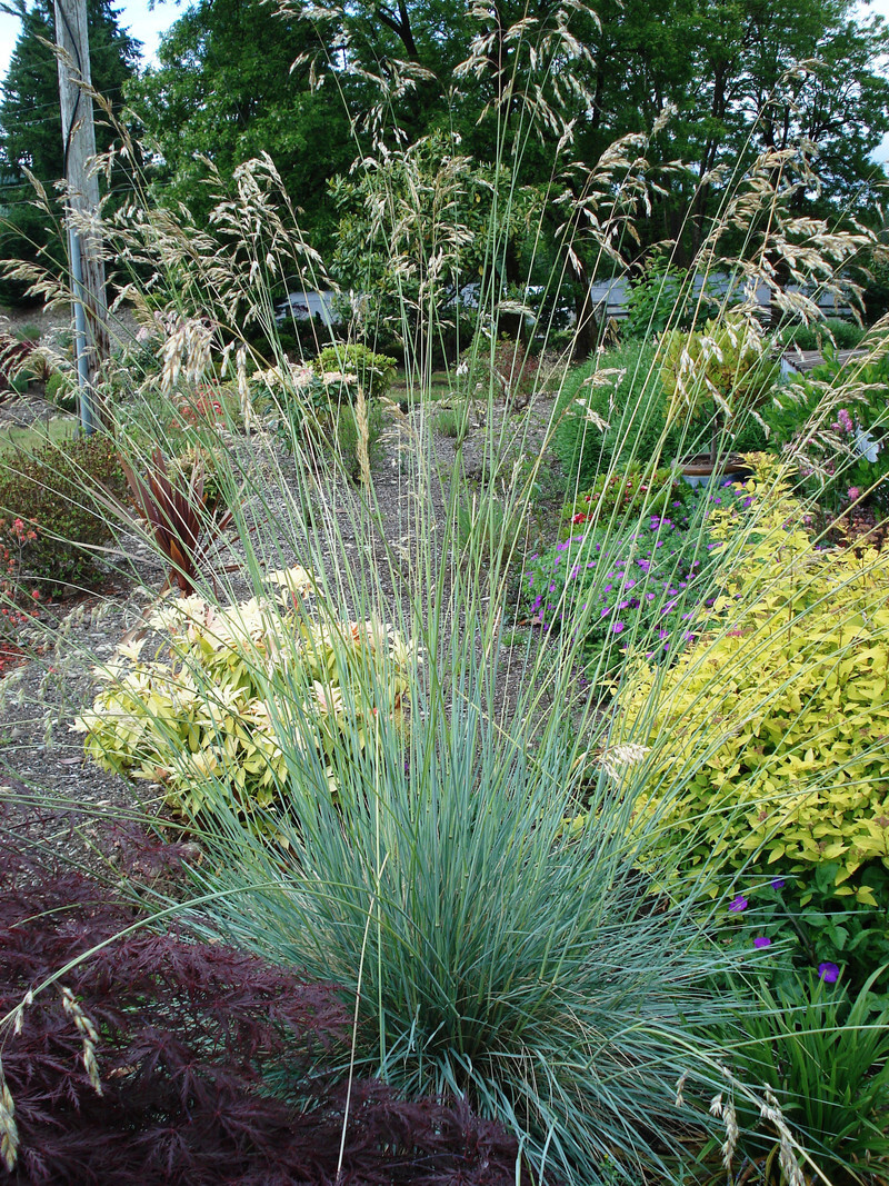 Helictotrichon sempervirens (Blue Oat Grass)