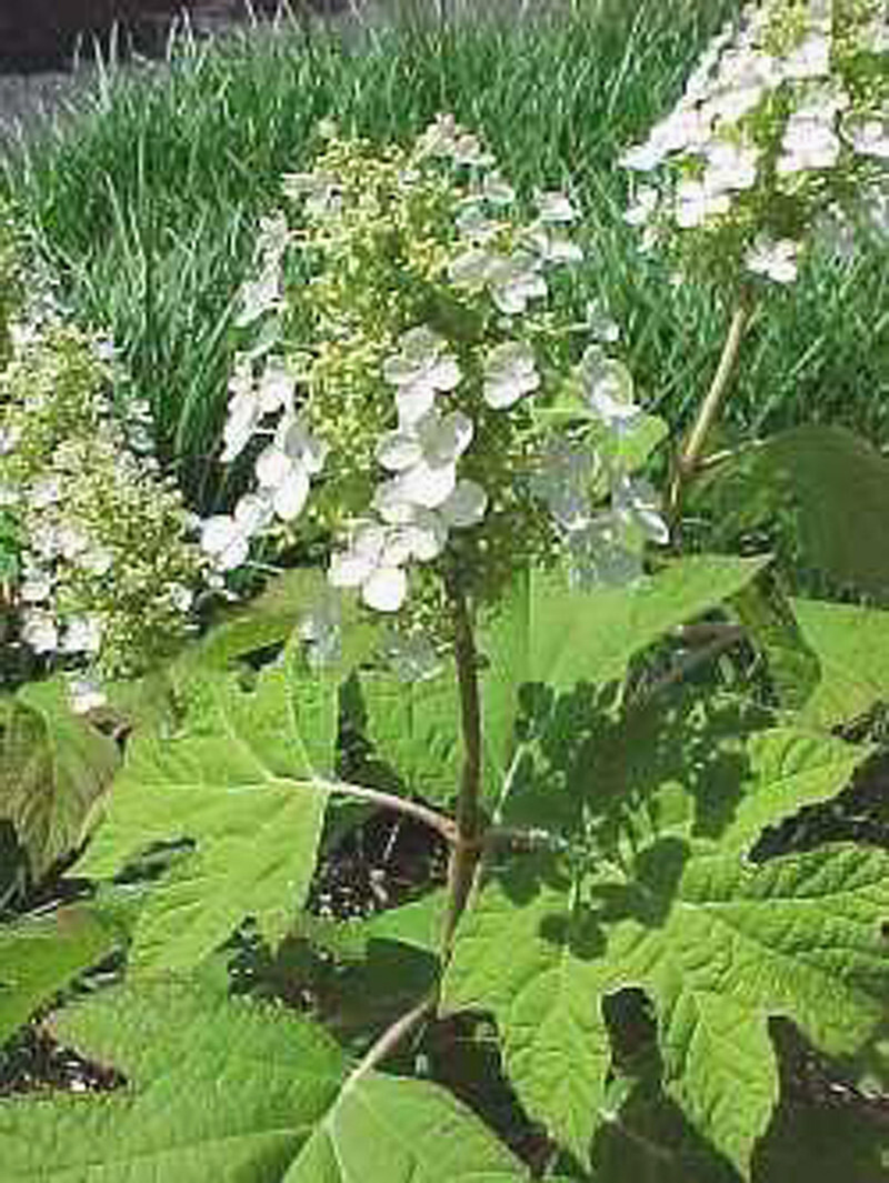 Hydrangea quercifolia 'Pee Wee' (Dwarf Oakleaf Hydrangea)