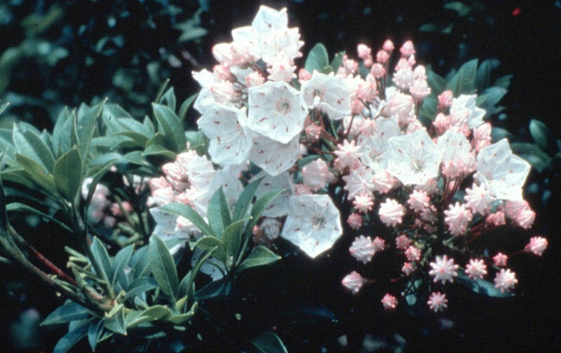 Kalmia latifolia 'Elf' (Mountain Laurel)