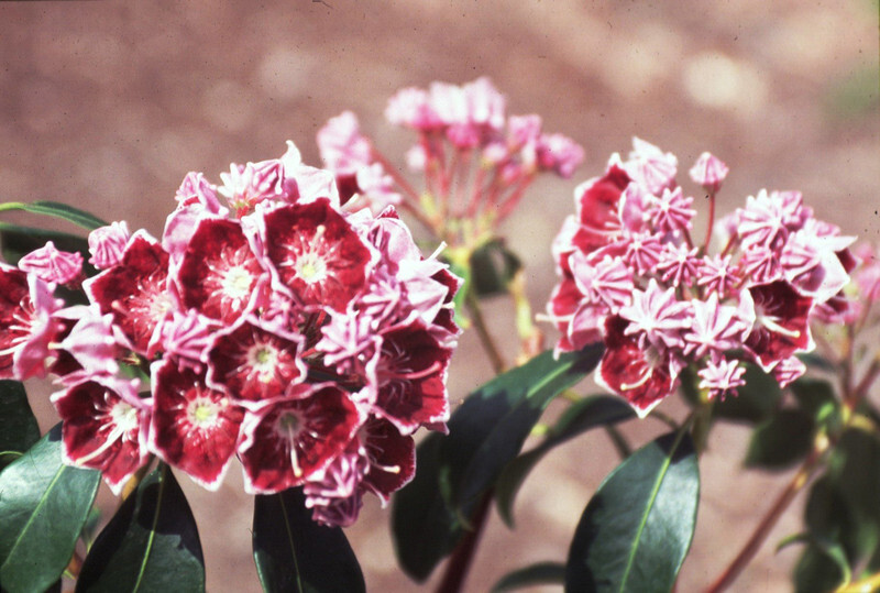 Kalmia latifolia 'Keepsake' (Keepsake Mountain Laurel)