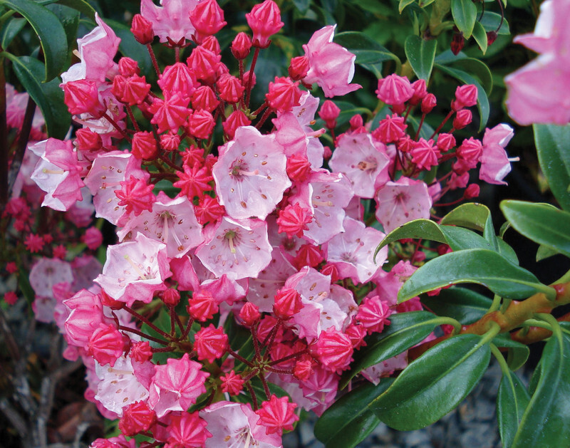 Kalmia latifolia 'Olympic Fire' (Mountain Laurel)