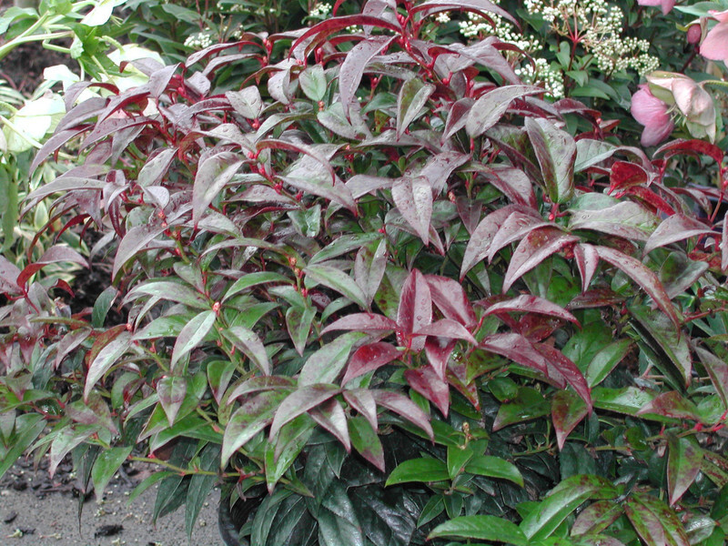 Leucothoe axillaris (Coast Leucothoe)