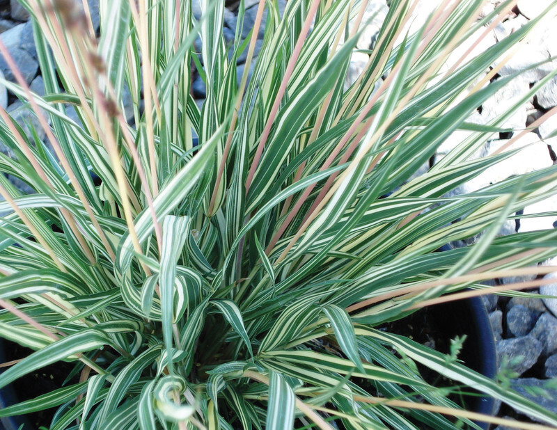 Molinia caerulea 'Variegata' (Variegated Purple Moor Grass)