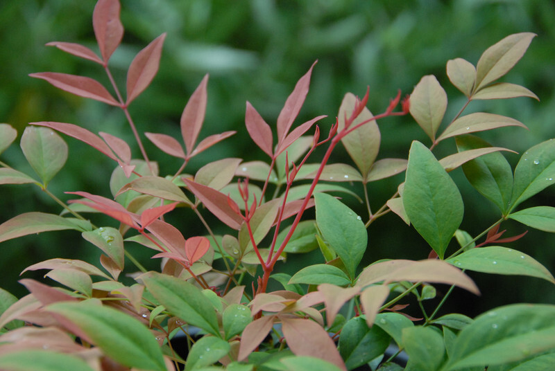 Nandina domestica 'Gulfstream' (Heavenly Bamboo)
