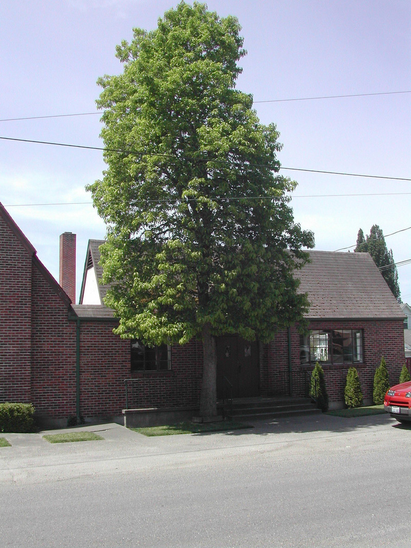 Oxydendrum arboreum (Sourwood)