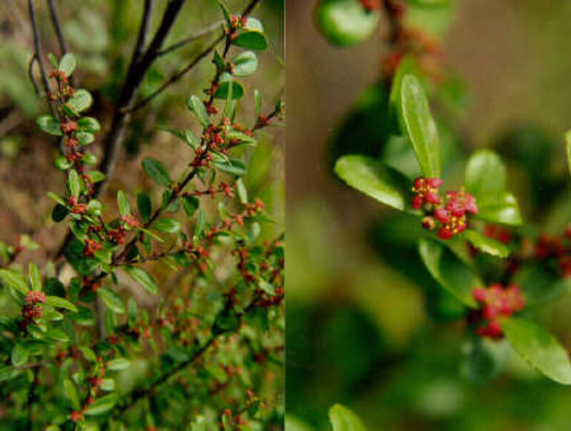Paxistima myrsinites (Oregon Boxwood or Mountain Lover)