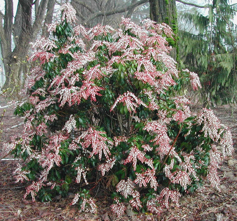 Pieris japonica 'Dorothy Wycoff' (Japanese Pieris or Lily-of-the-Valley Shrub)