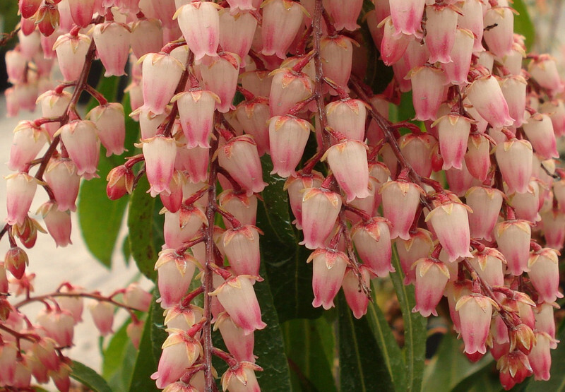 Pieris japonica 'Valley Rose' (Japanese Pieris or Lily-of-the-Valley Shrub)